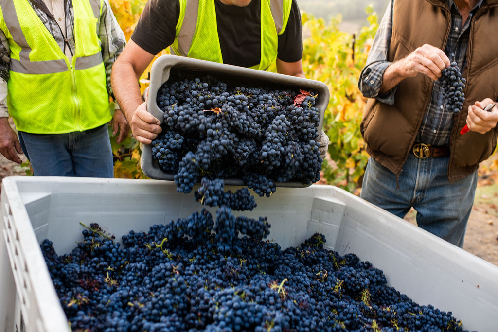 Red grapes being dumped into bin by workers