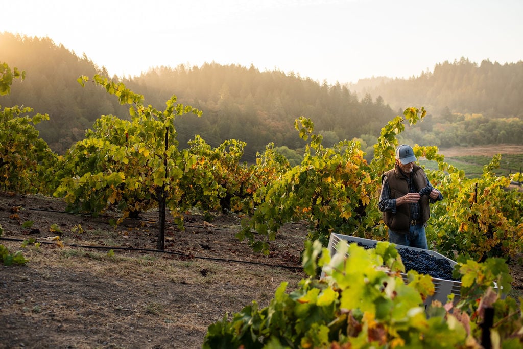 Man looking at grapes in vineyard