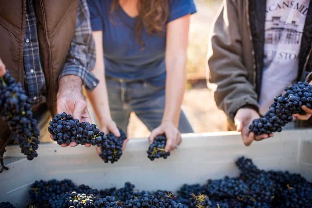 Hands over picking bin holding red grape clusters