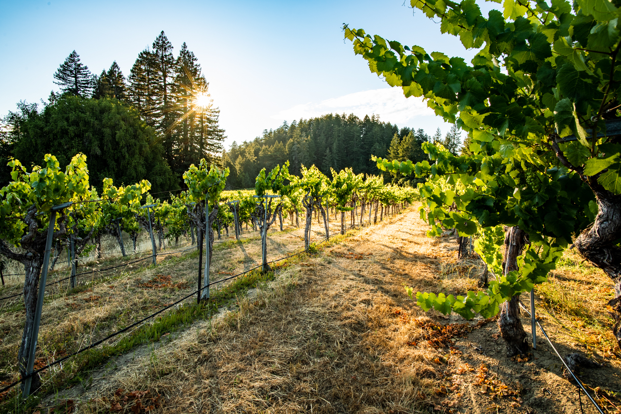 vineyards with sunshine and blue sky