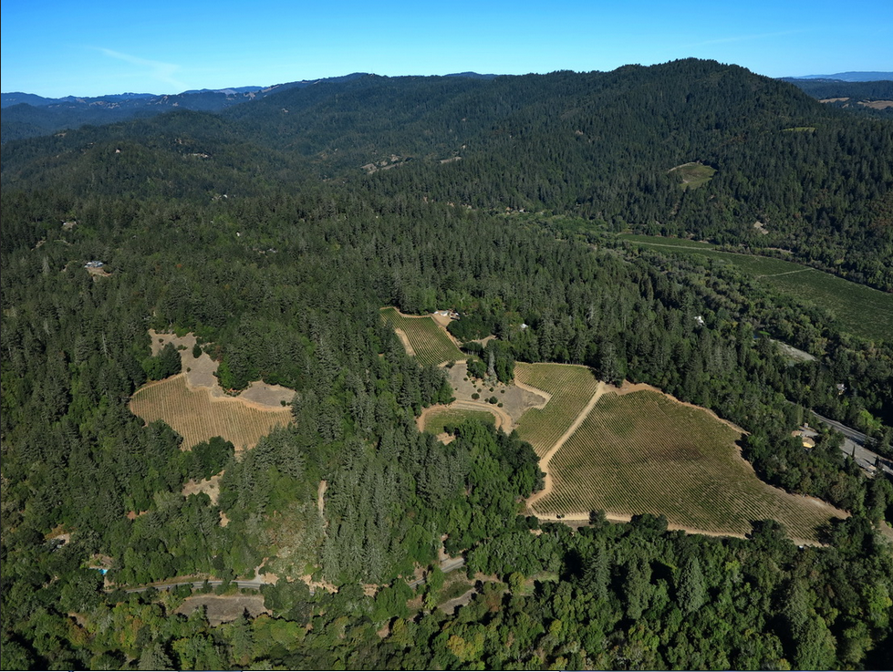 vineyard within forest from above.