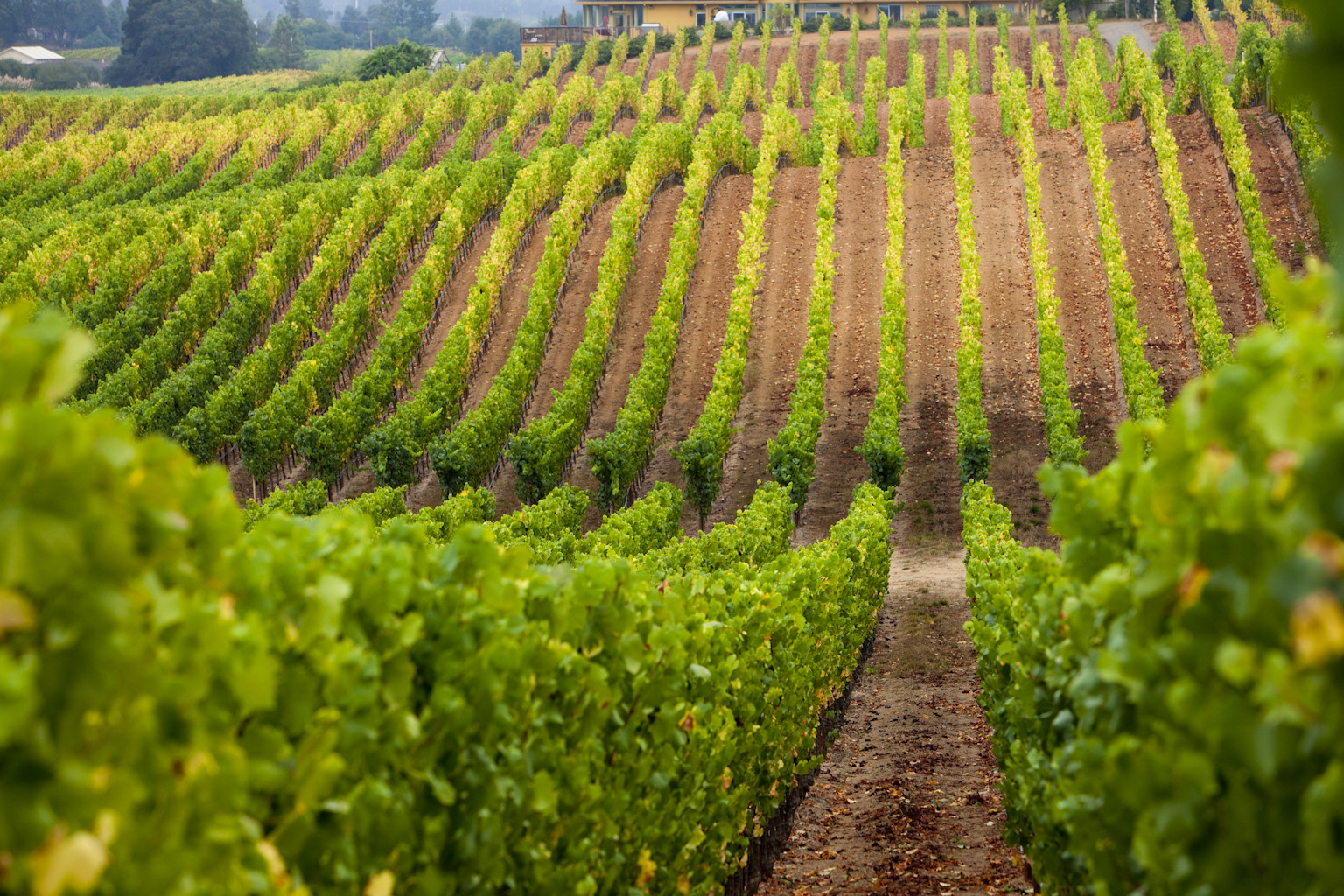 Brown soil between vine rows with swells