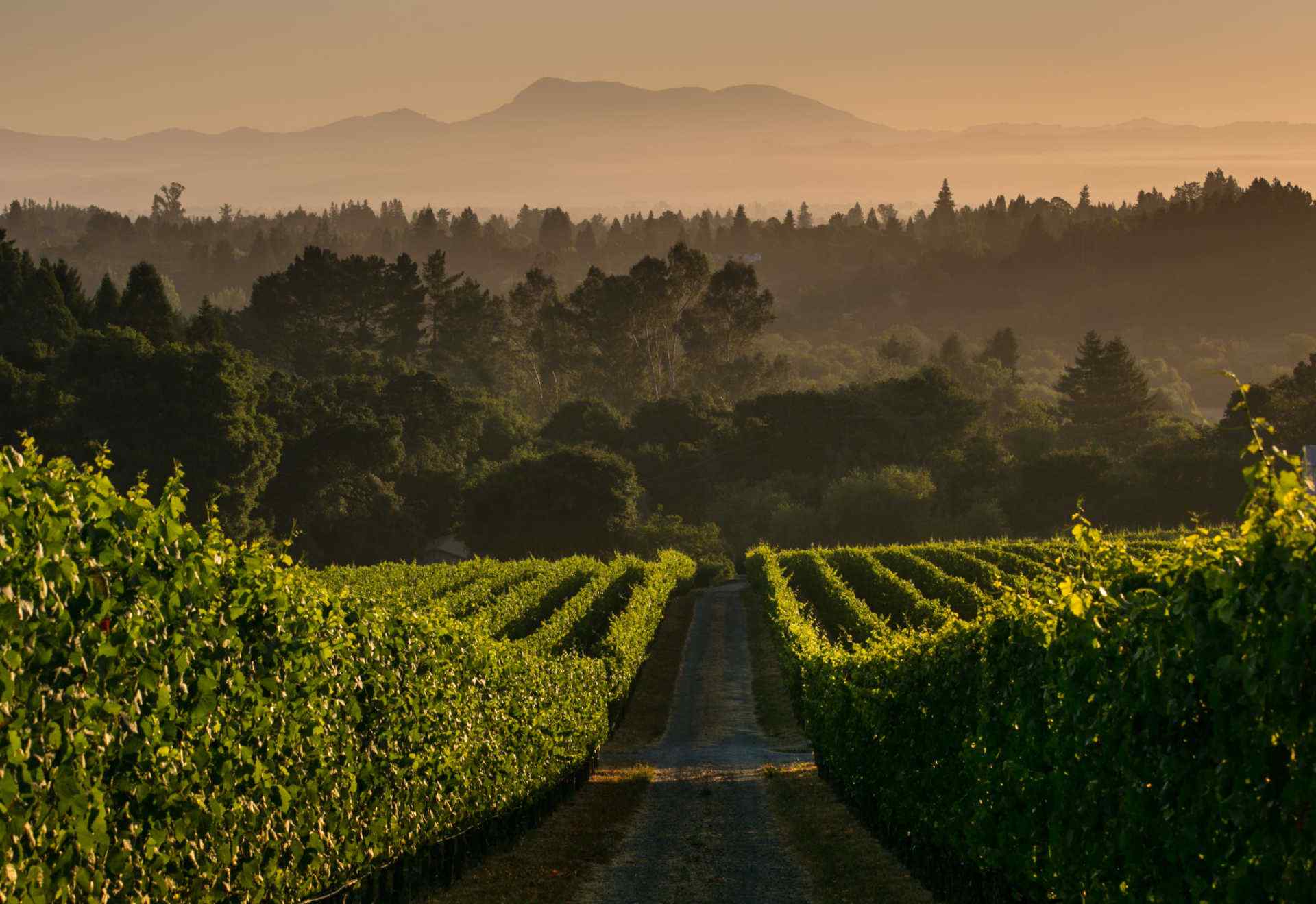 Zip Tony vineyard