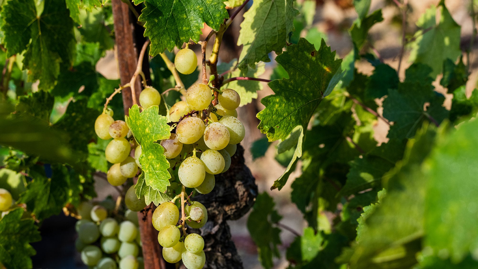 Muscat of Alexandria